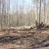 forest-house-construction-02_original